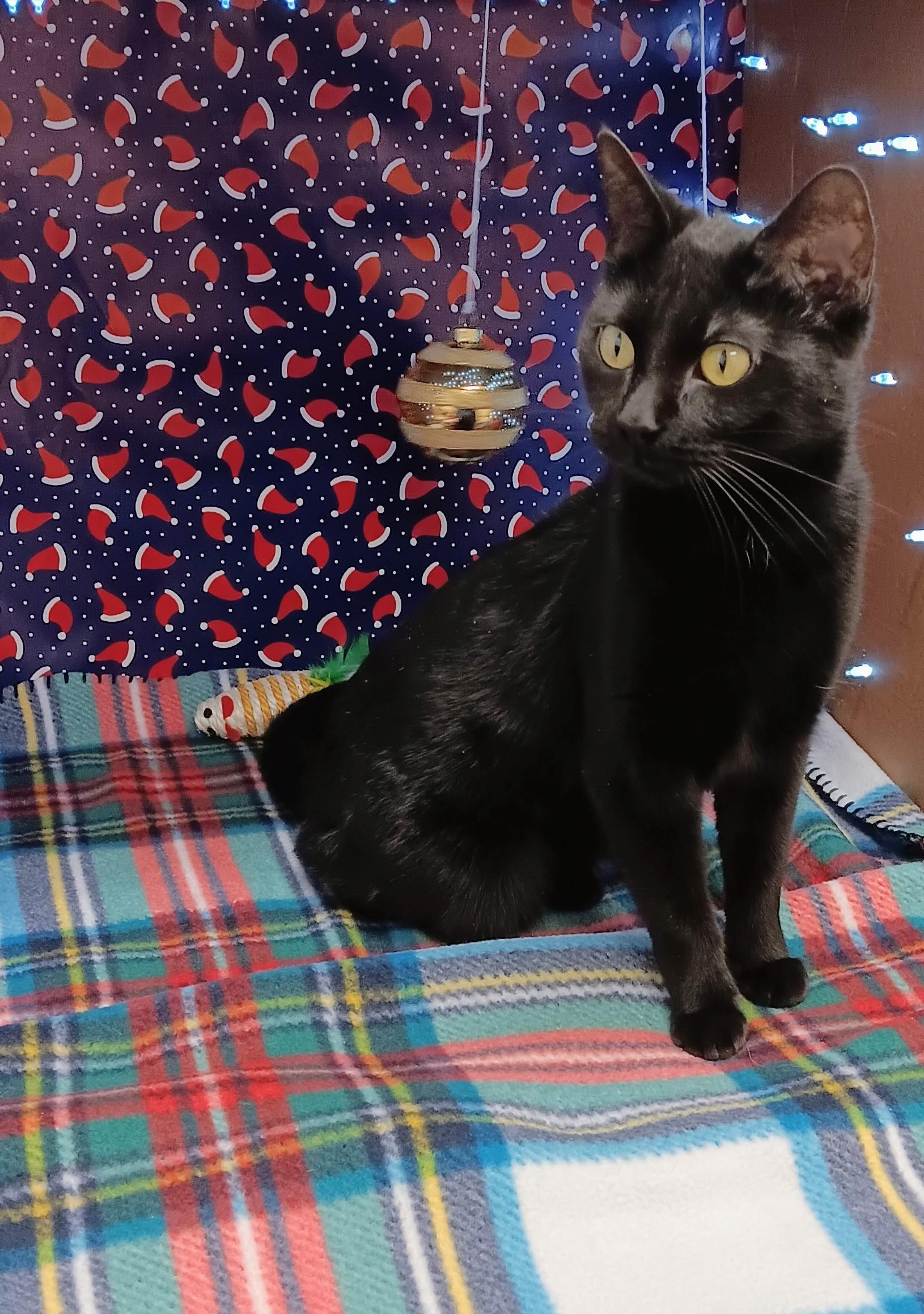 Swyper, a ADOPTABLE Domestic Short Hair in Red Wing, MN image 1/4