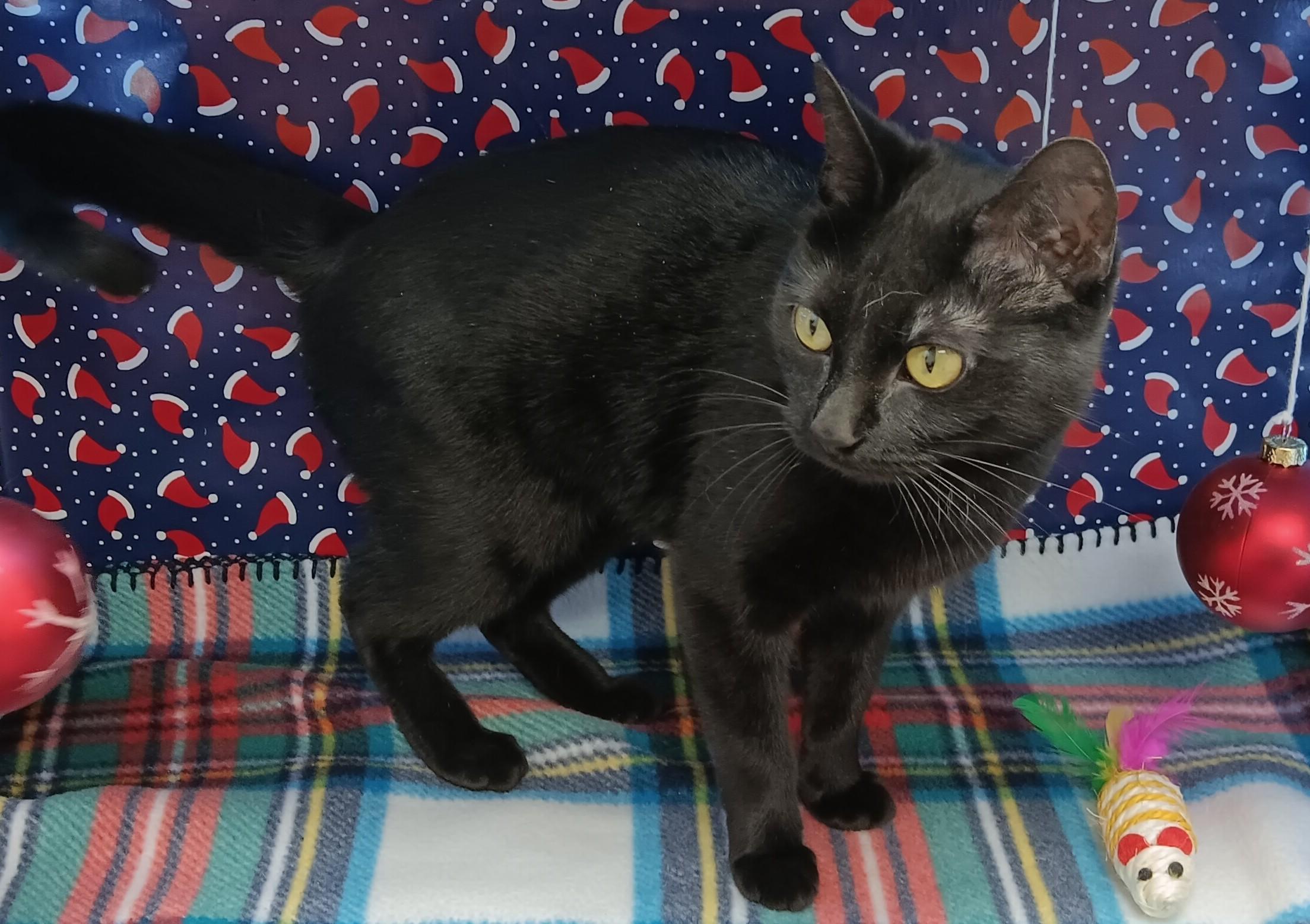 Swyper, a ADOPTABLE Domestic Short Hair in Red Wing, MN image 2/4