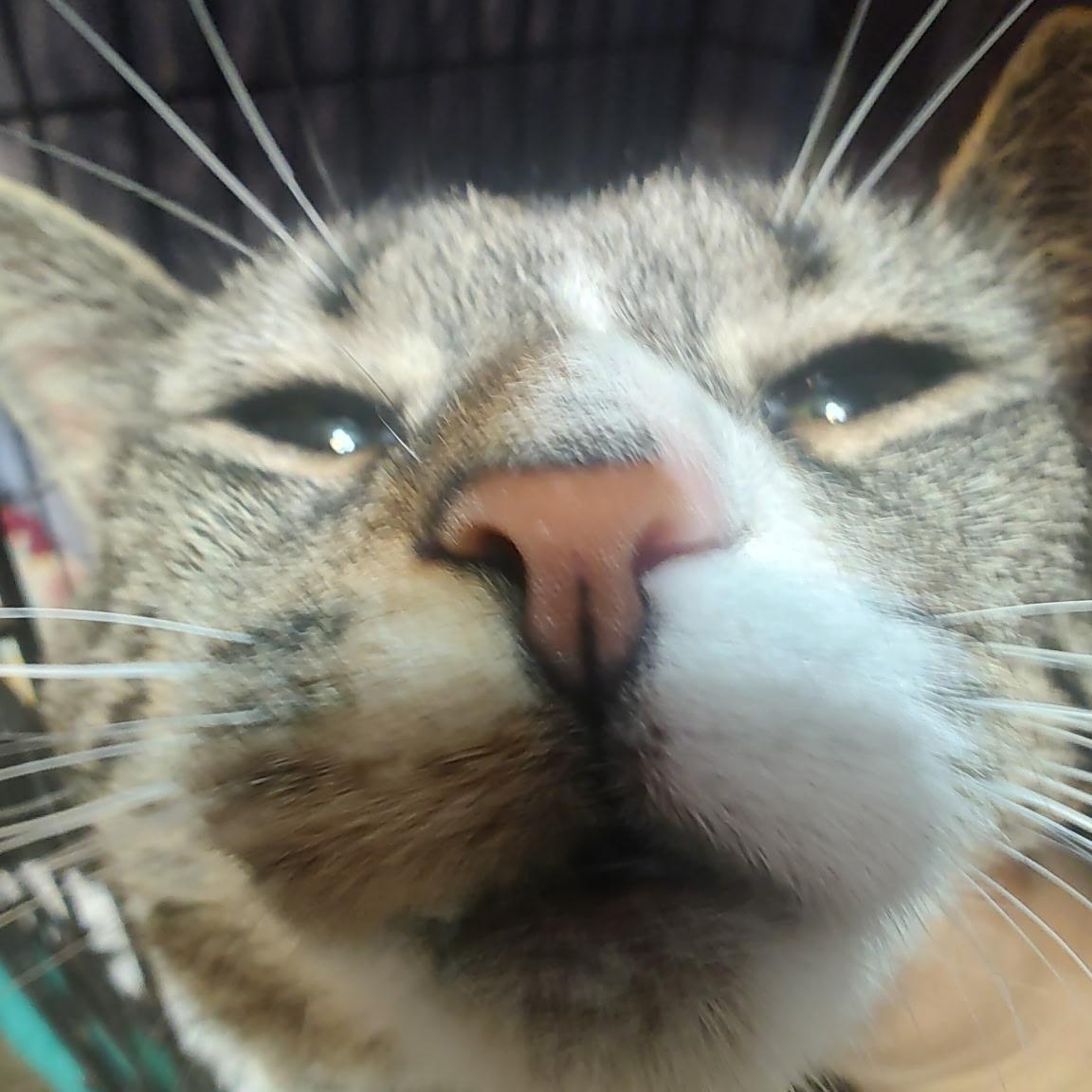 Aimee, a ADOPTABLE Domestic Short Hair in Huntington, MA image 4/5