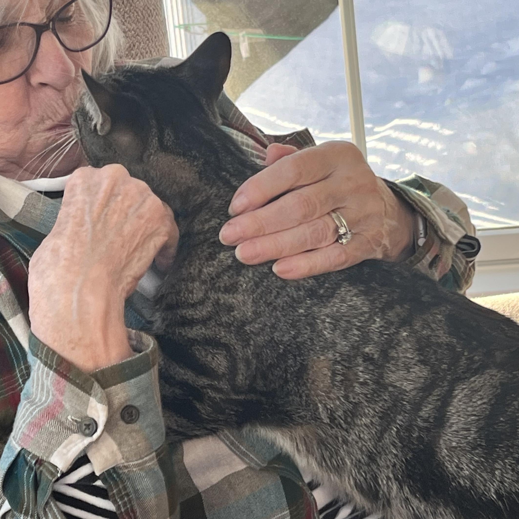 Enlarge Amy, a ADOPTABLE Domestic Short Hair in Huntington, MA image 1/4