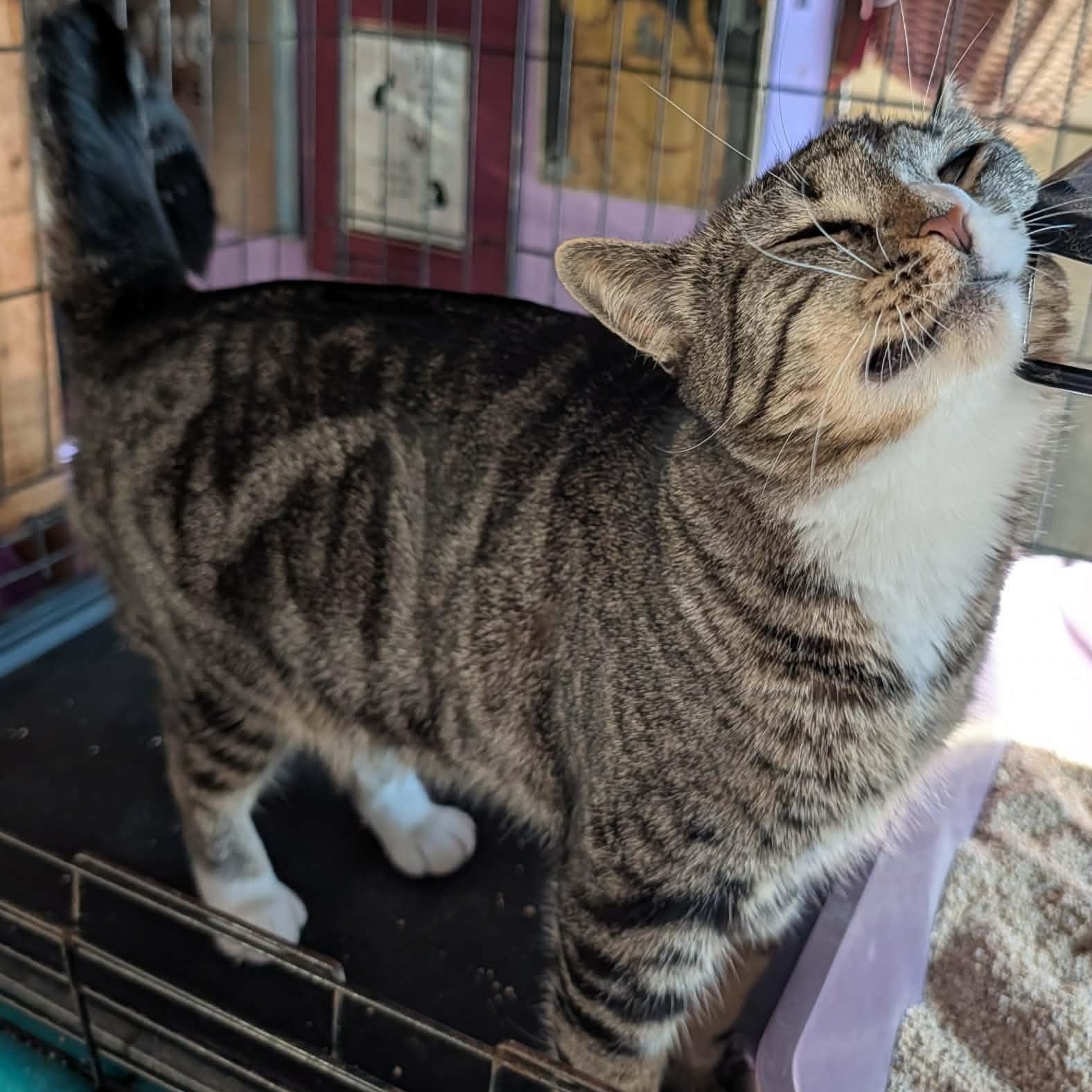 Aimee, ADOPTABLE, Young Female Domestic Short Hair.