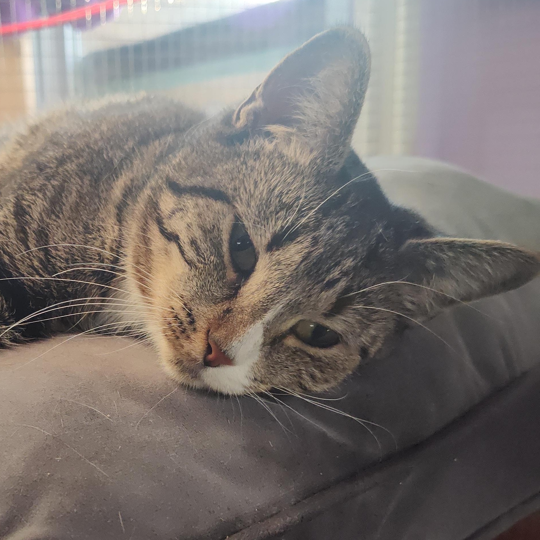 Enlarge Amy, a ADOPTABLE Domestic Short Hair in Huntington, MA image 2/4