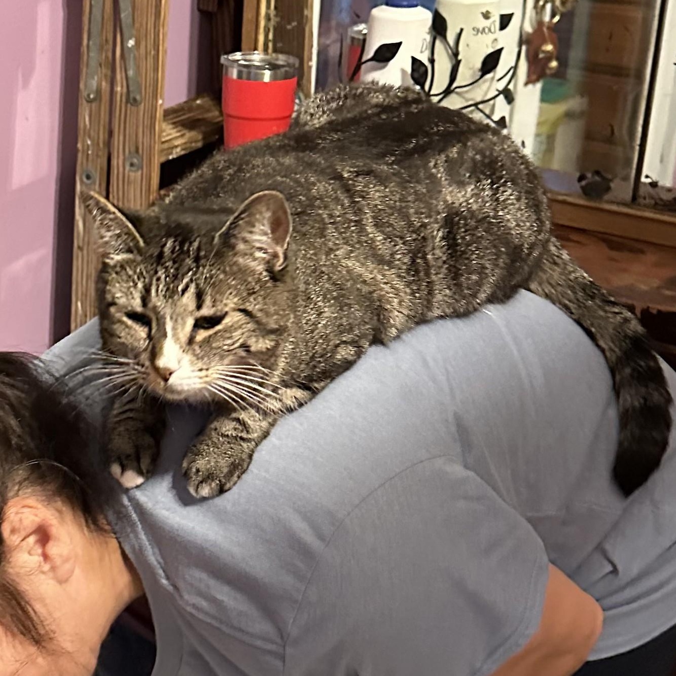 Aimee, ADOPTABLE, Young Female Domestic Short Hair.