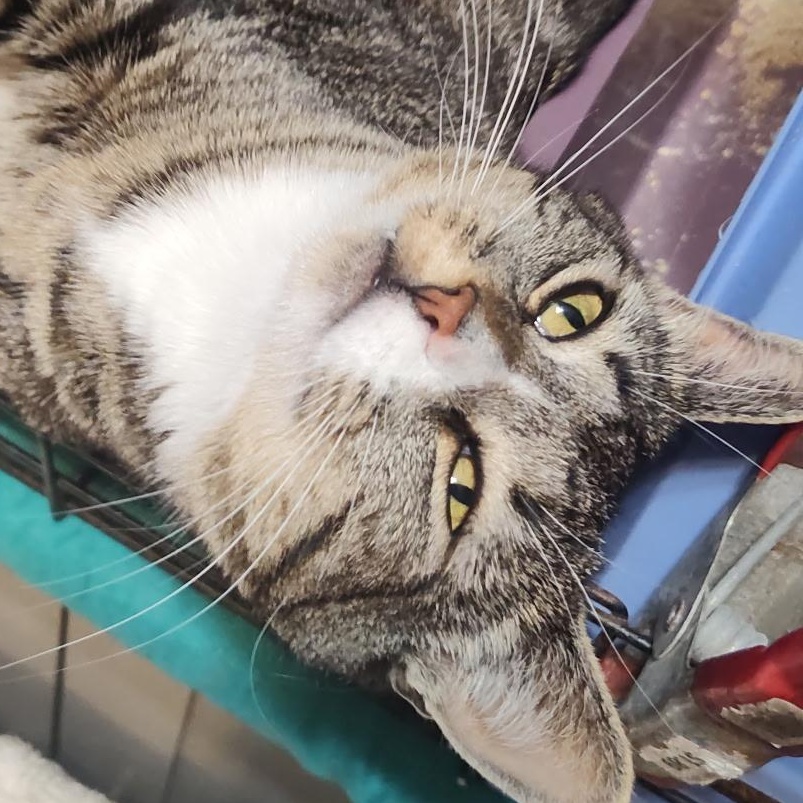 Aimee, a ADOPTABLE Domestic Short Hair in Huntington, MA image 5/5