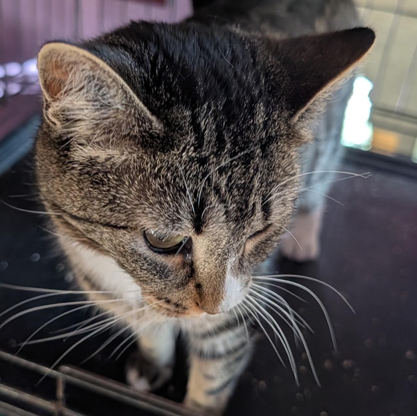 Enlarge Amy, a ADOPTABLE Domestic Short Hair in Huntington, MA image 3/4
