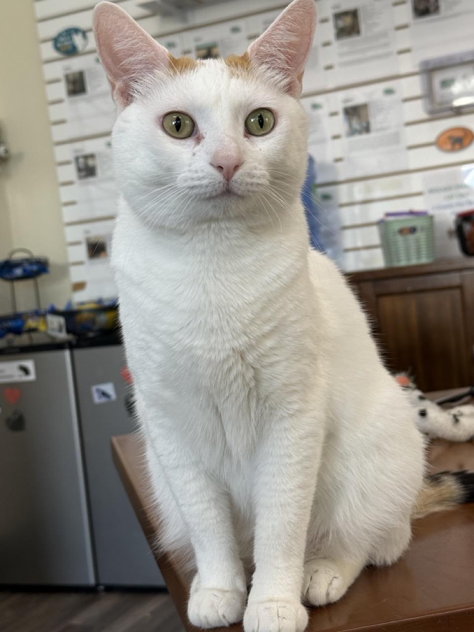 Chole, an adopted Domestic Short Hair in Las Vegas, NV image 2/2