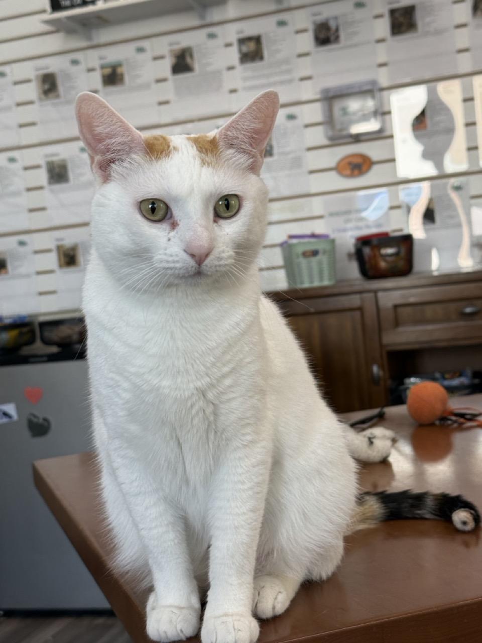 Chole, an adopted Domestic Short Hair in Las Vegas, NV image 1/2