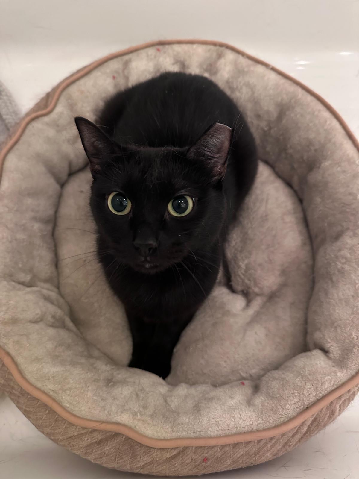 Michaela Bombay Cat
