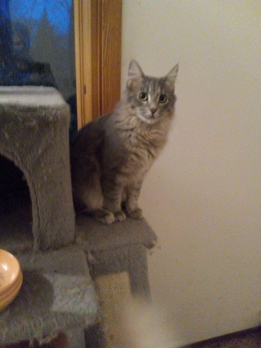 Pierce, ADOPTABLE, Young Male Domestic Medium Hair.