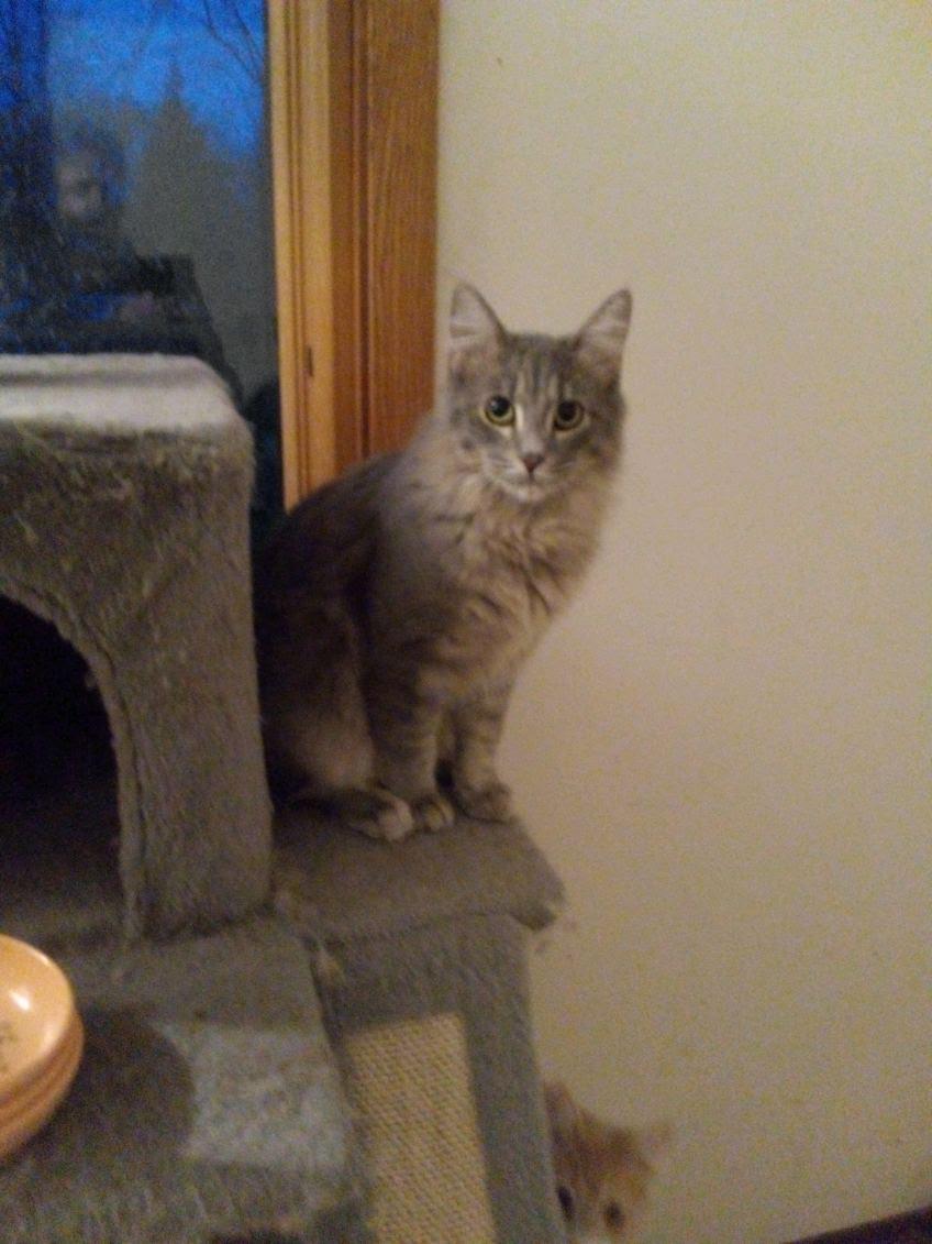 Enlarge Pierce, a ADOPTABLE Domestic Medium Hair in Mound, MN image 2/2