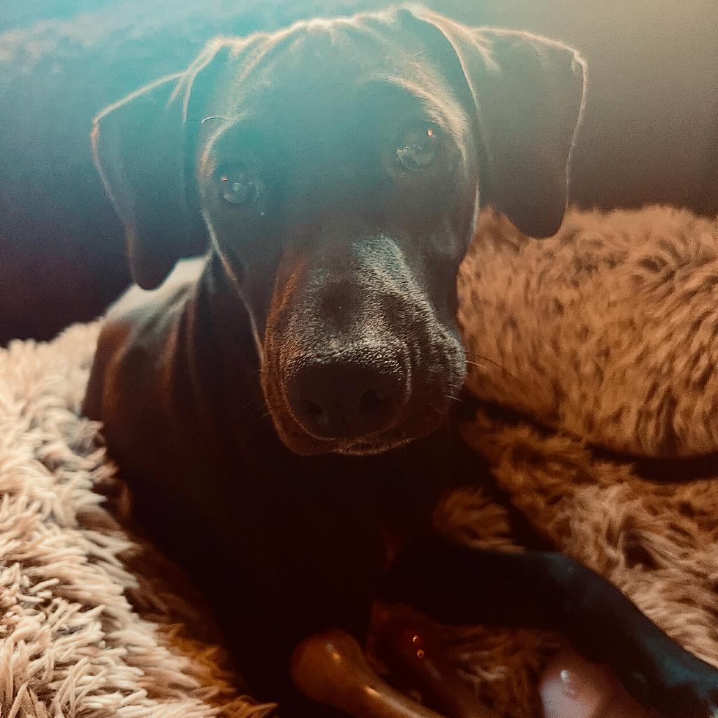 Enlarge Tamiko, a Adoptable mixed breed in Duluth, MN image 2/5