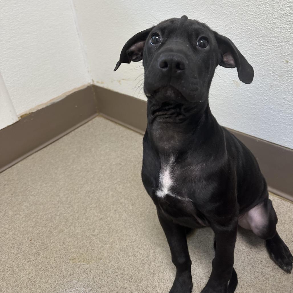 Enlarge Tamiko, a Adoptable mixed breed in Duluth, MN image 3/5