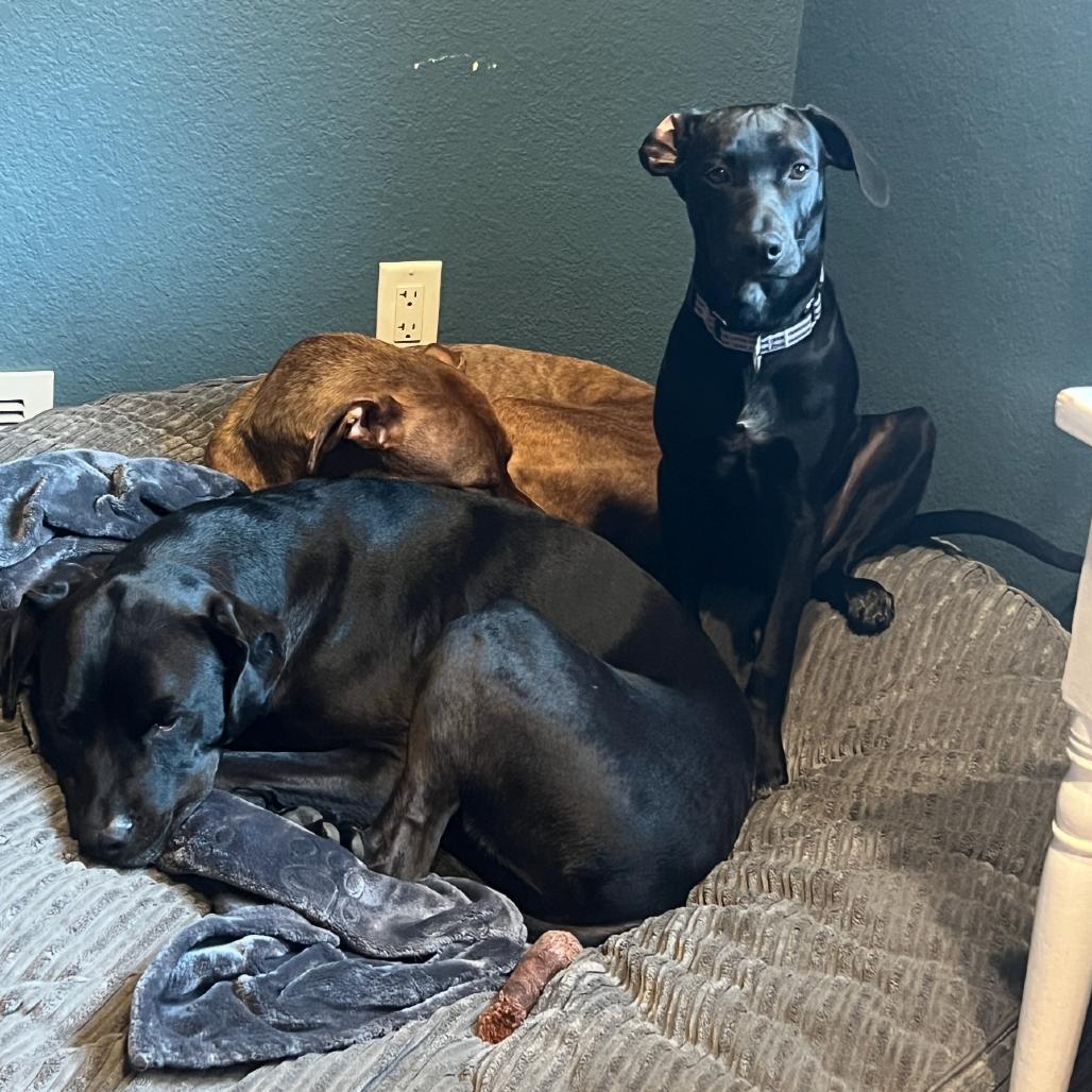 Enlarge Tamiko, a Adoptable mixed breed in Duluth, MN image 4/5