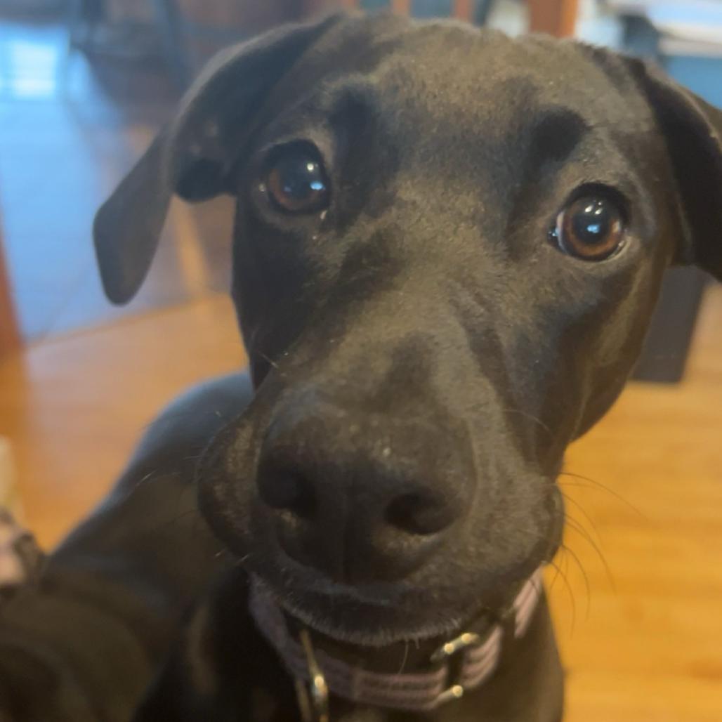 Enlarge Tamiko, a Adoptable mixed breed in Duluth, MN image 1/5