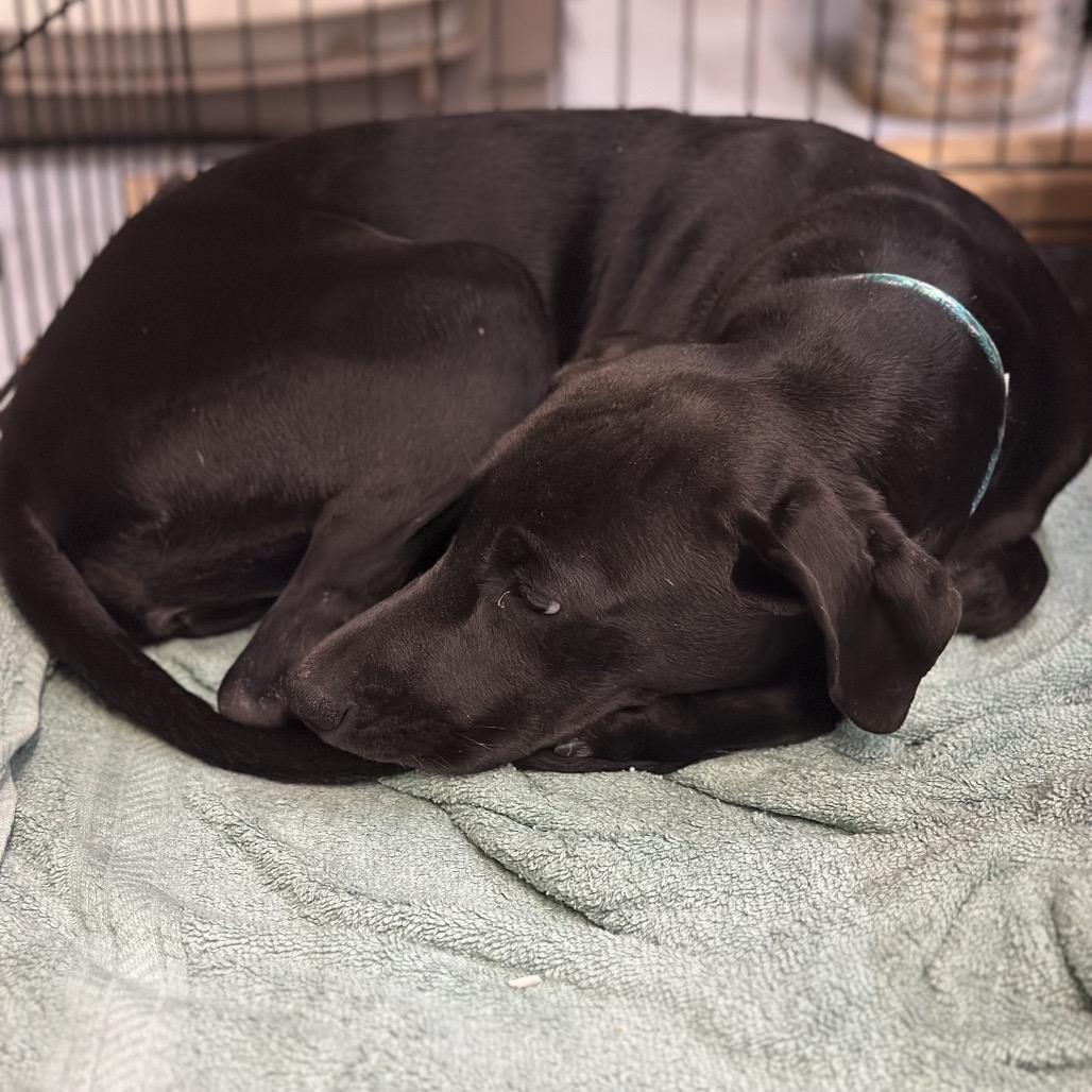 Enlarge Tamiko, a Adoptable mixed breed in Duluth, MN image 5/5