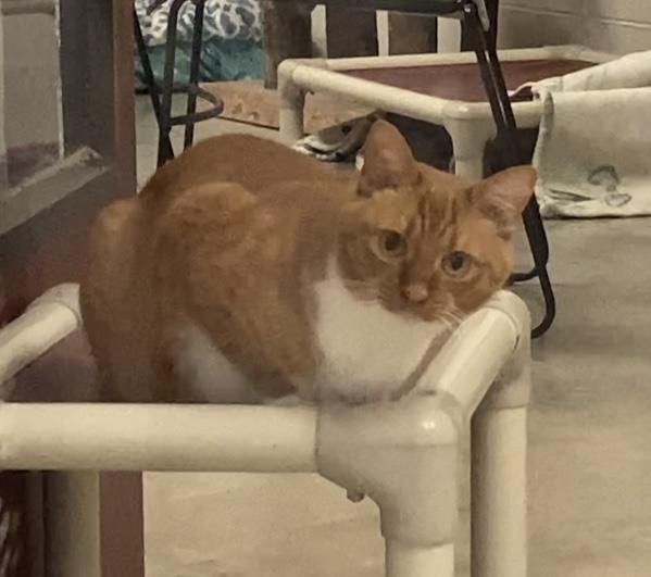 Tango, Adoptable, Young Male Domestic Short Hair.