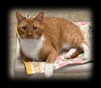 Enlarge Tango, a Adoptable Domestic Short Hair in Huntsville, AL image 2/4