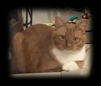 Enlarge Tango, a Adoptable Domestic Short Hair in Huntsville, AL image 3/4