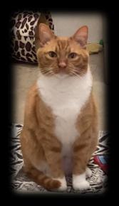 Enlarge Tango, a Adoptable Domestic Short Hair in Huntsville, AL image 4/4