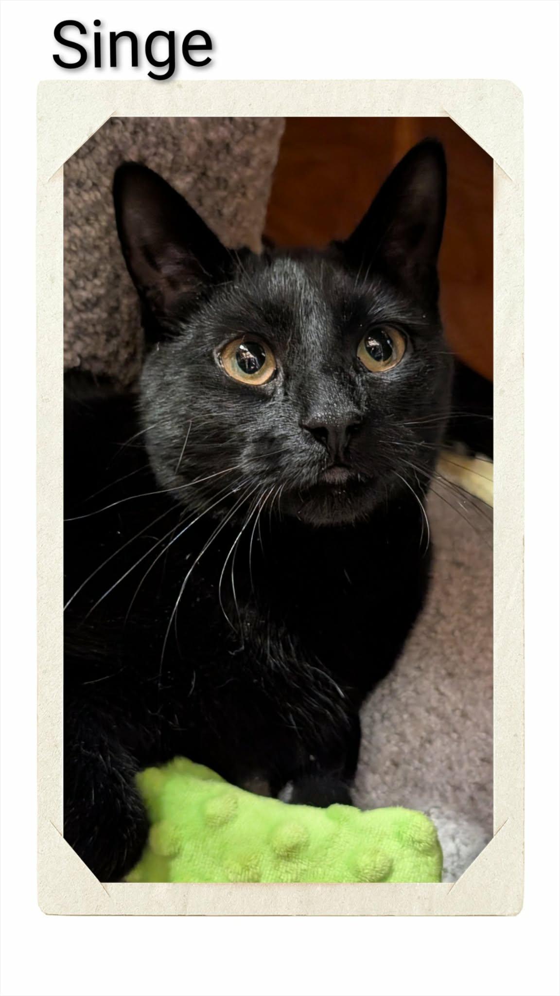Singe, Adoptable, Young Female Domestic Short Hair.