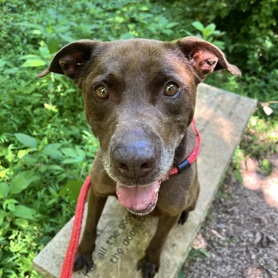 Keelo, Adoptable, Senior Male Labrador Retriever & Boxer.