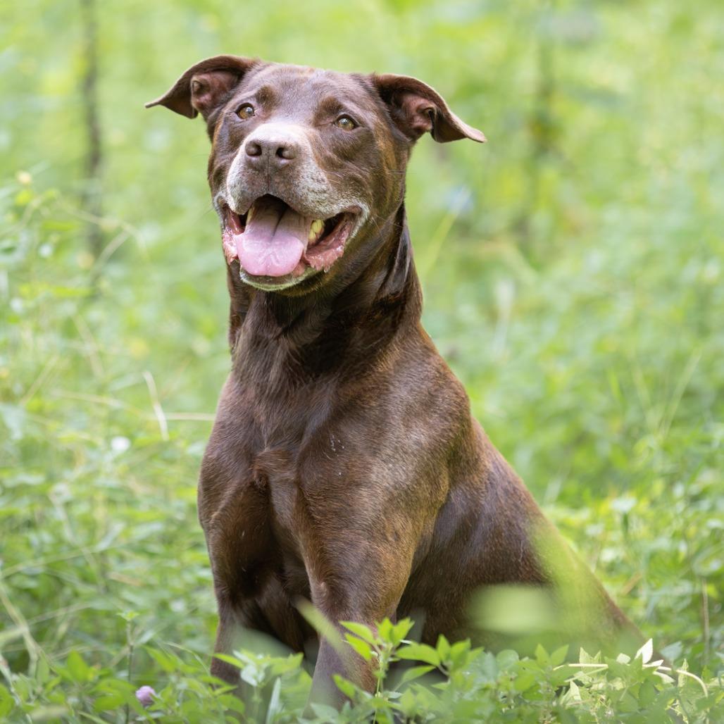 Enlarge Keelo, a Adoptable mixed breed in Chattanooga, TN image 2/6