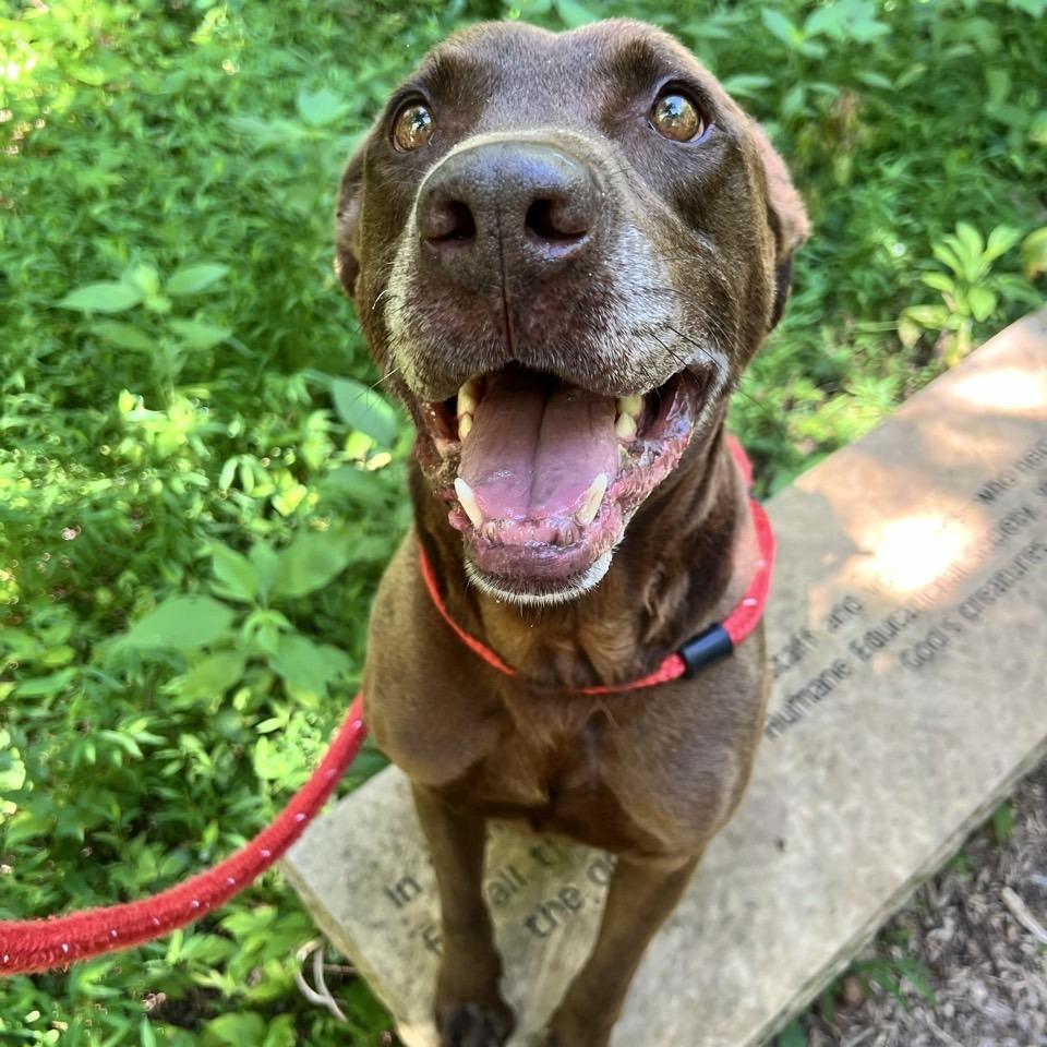 Keelo, a Adoptable mixed breed in Chattanooga, TN image 2/6
