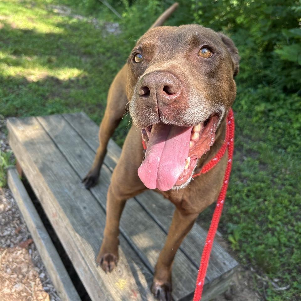 Keelo, a Adoptable mixed breed in Chattanooga, TN image 3/6