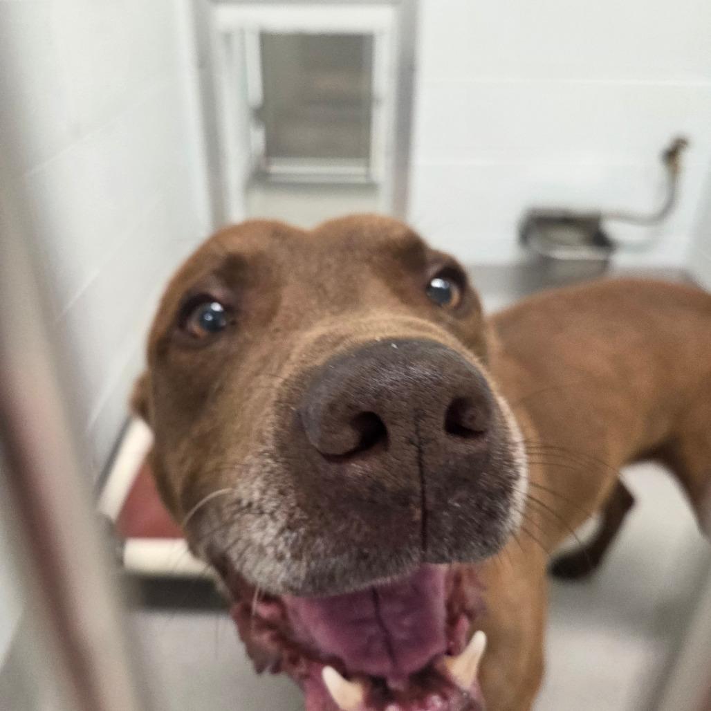 Keelo, a Adoptable mixed breed in Chattanooga, TN image 4/6