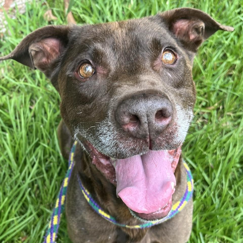 Keelo, a Adoptable mixed breed in Chattanooga, TN image 5/6