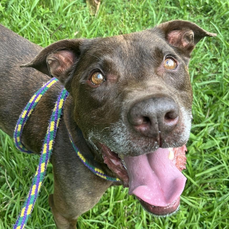 Keelo, a Adoptable mixed breed in Chattanooga, TN image 6/6