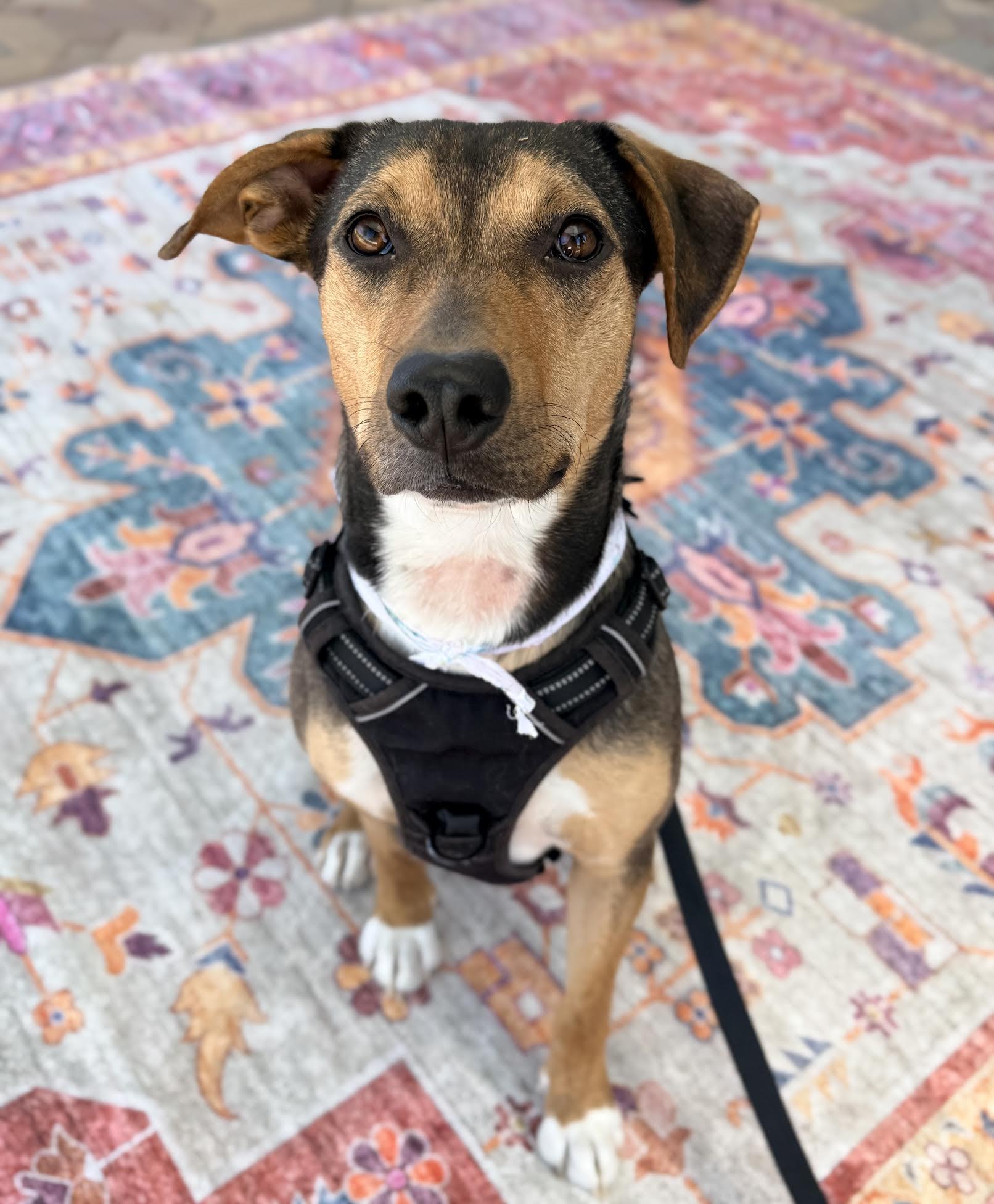 Randy, adopted, Adult Male Shepherd.