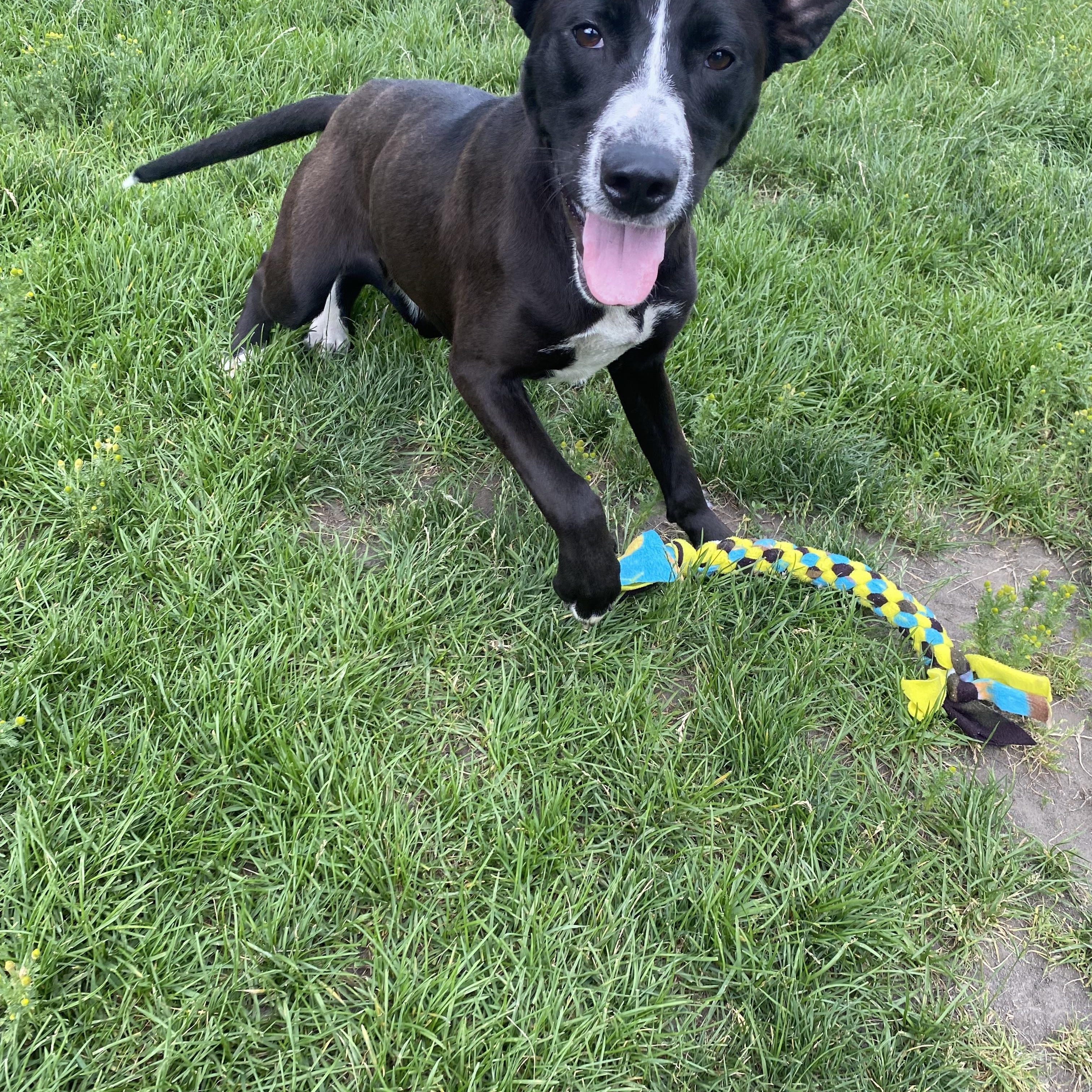 Enlarge Wiggles - ADOPTABLE, a ADOPTABLE mixed breed in Chilliwack, BC image 5/6
