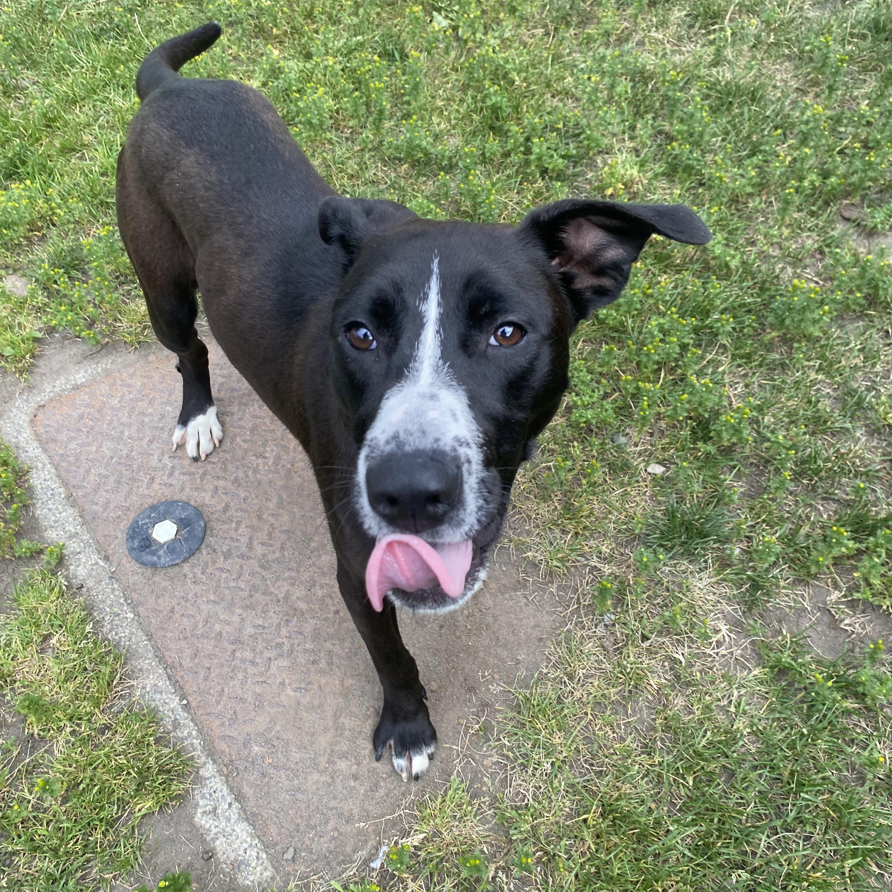 Enlarge Wiggles - ADOPTABLE, a ADOPTABLE mixed breed in Chilliwack, BC image 6/6