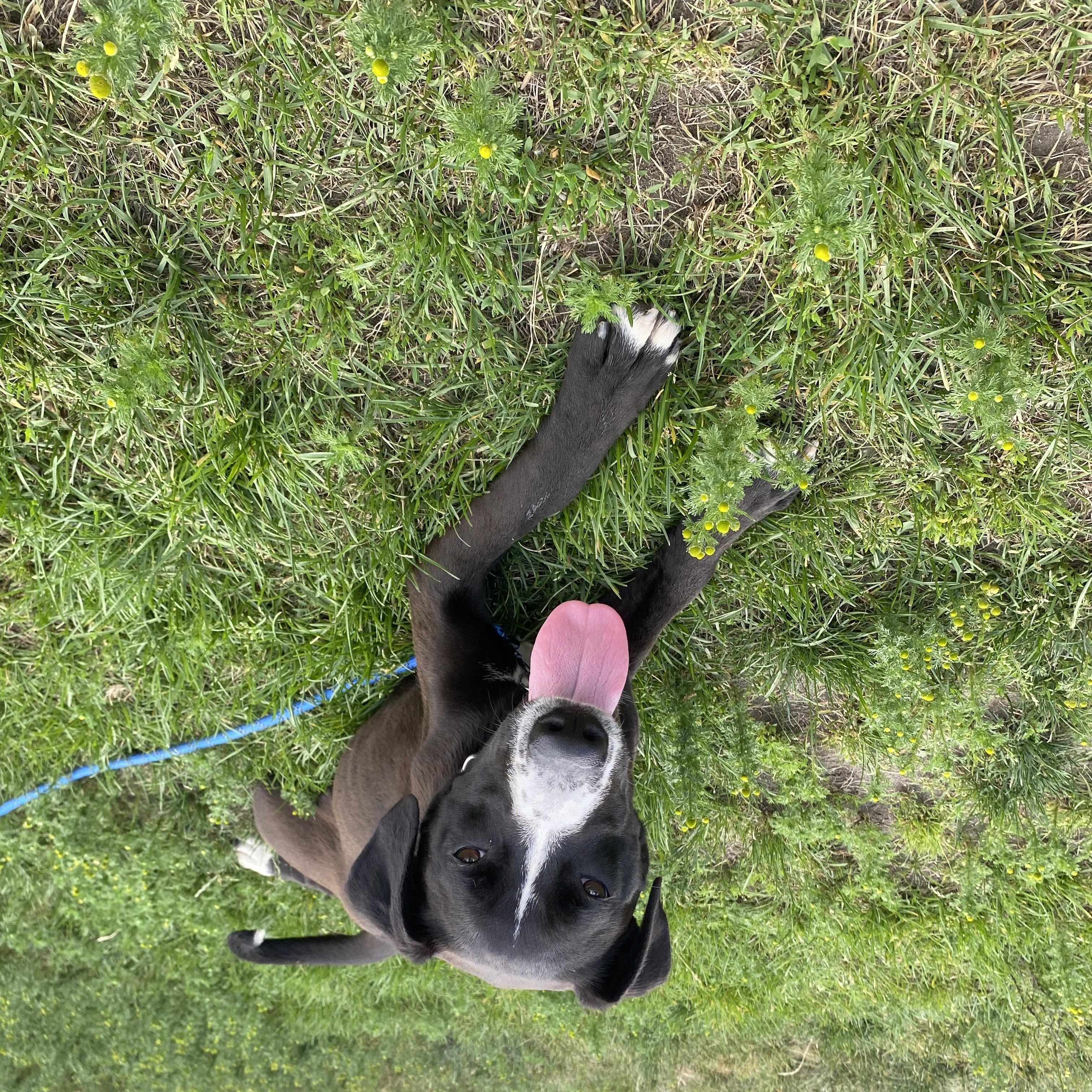 Enlarge Wiggles - ADOPTABLE, a ADOPTABLE mixed breed in Chilliwack, BC image 2/6