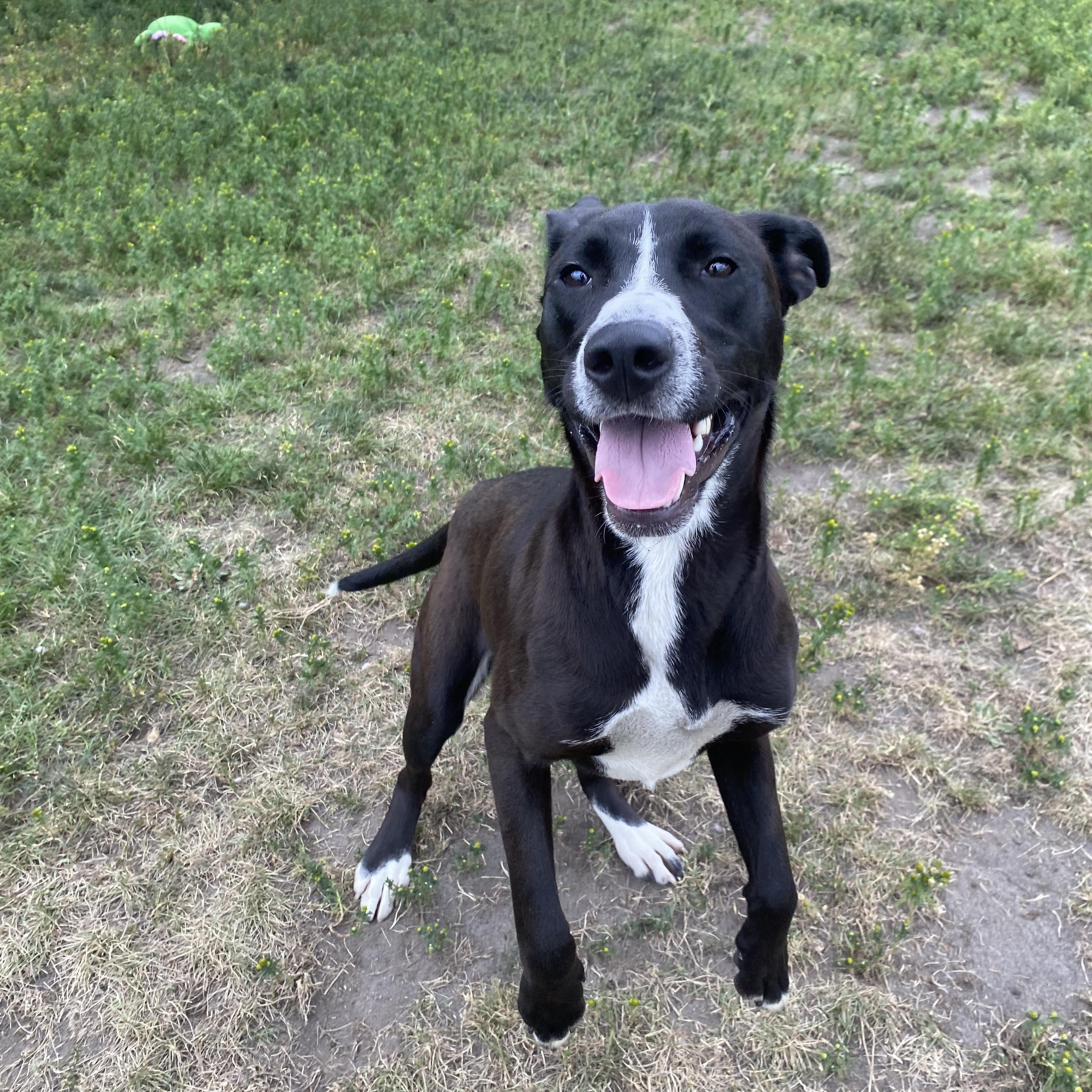 Enlarge Wiggles - ADOPTABLE, a ADOPTABLE mixed breed in Chilliwack, BC image 3/6