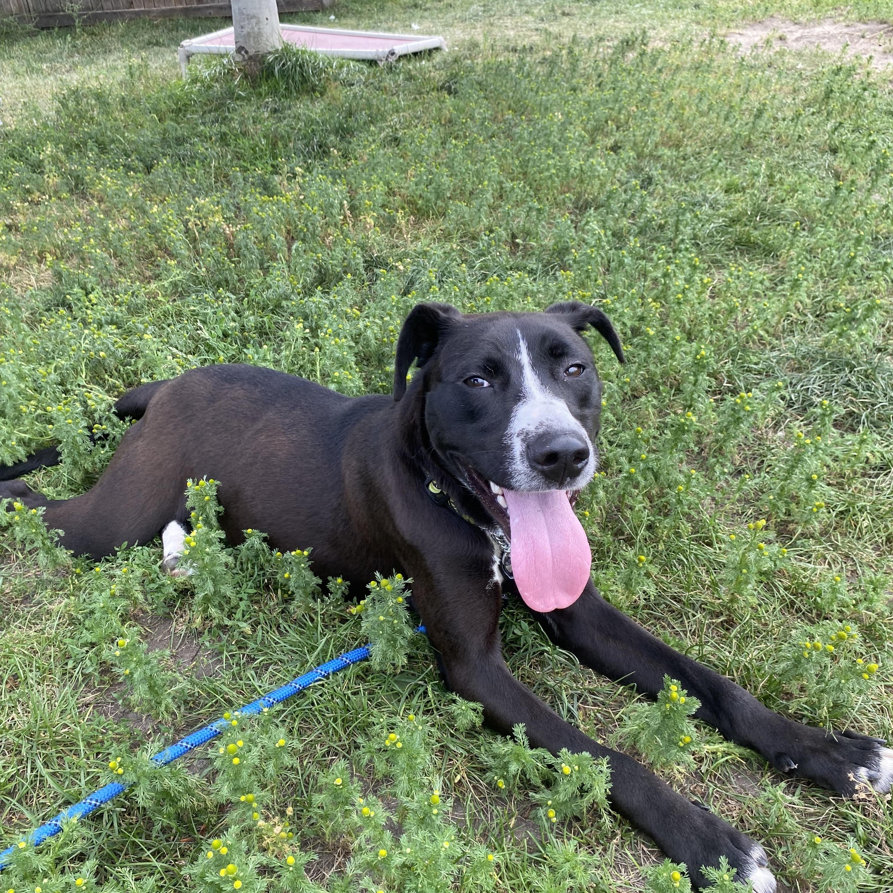Wiggles - ADOPTABLE, ADOPTABLE, Puppy Female Black Labrador Retriever.