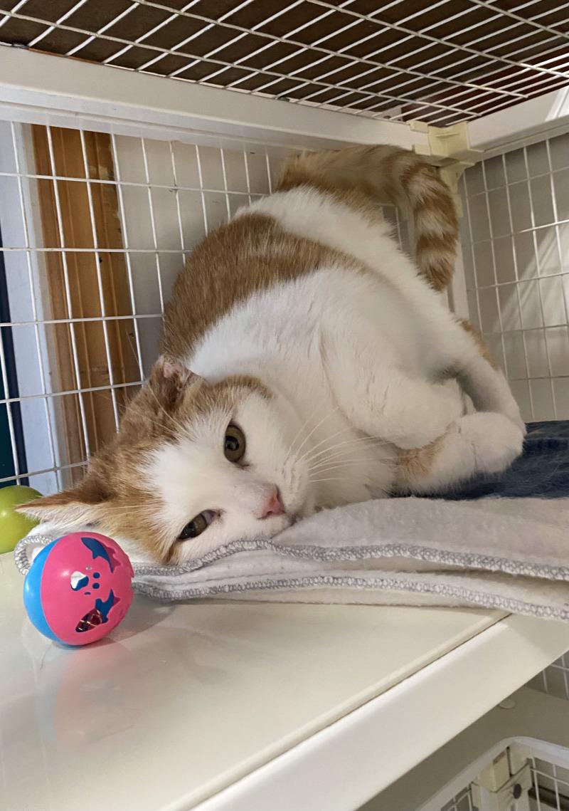 Enlarge Quintessa, a Adoptable Domestic Short Hair in Cortland, NY image 1/6