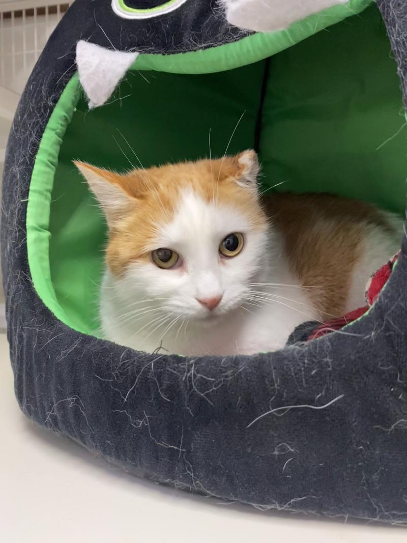 Enlarge Quintessa, a Adoptable Domestic Short Hair in Cortland, NY image 2/6