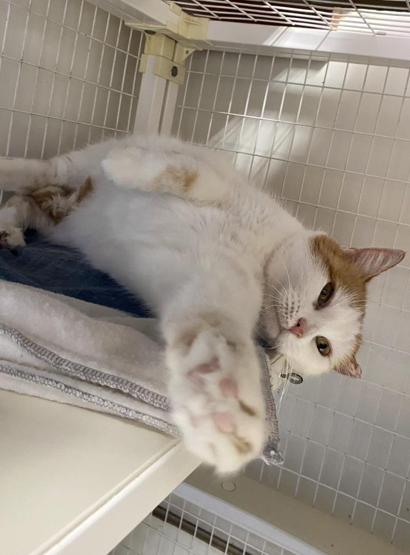 Enlarge Quintessa, a Adoptable Domestic Short Hair in Cortland, NY image 3/6