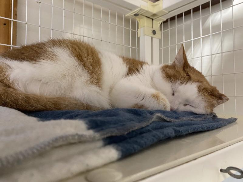 Enlarge Quintessa, a Adoptable Domestic Short Hair in Cortland, NY image 5/6