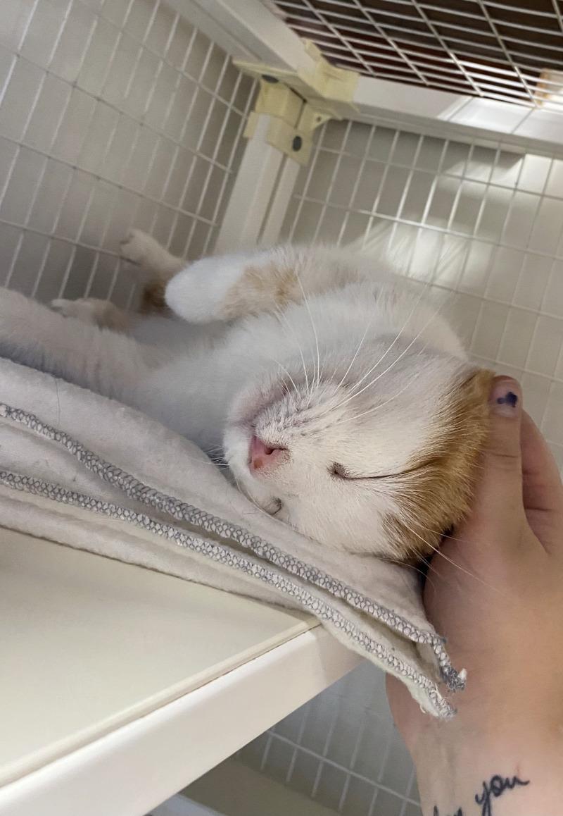 Enlarge Quintessa, a Adoptable Domestic Short Hair in Cortland, NY image 6/6