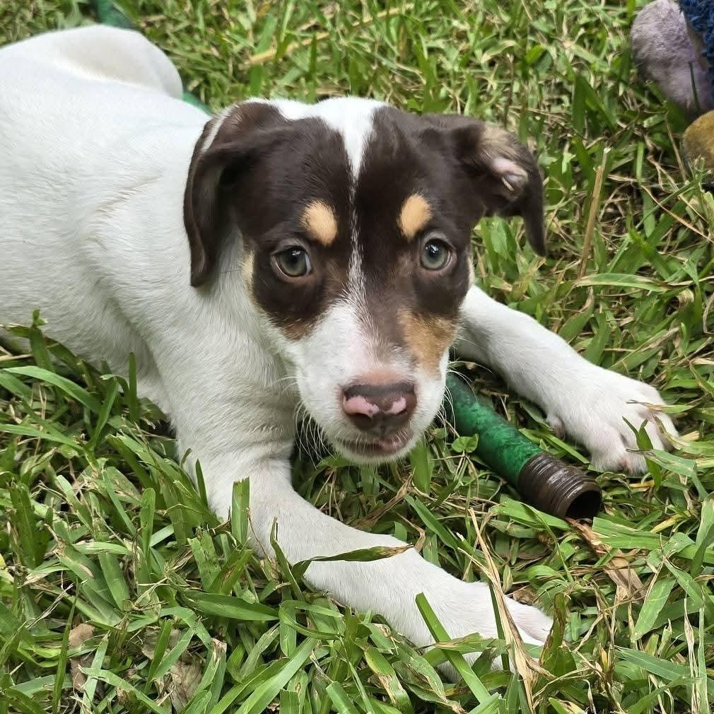 Enlarge Reese Puff, a Adoptable mixed breed in Ayden, NC image 4/5
