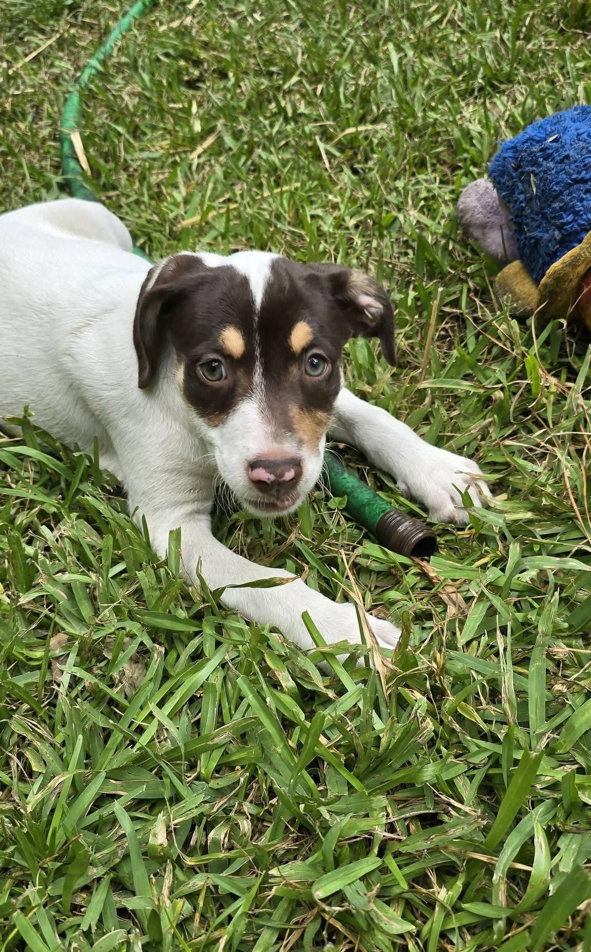 Reese Puff, a Adoptable Mixed Breed in Ayden, NC image 2/6