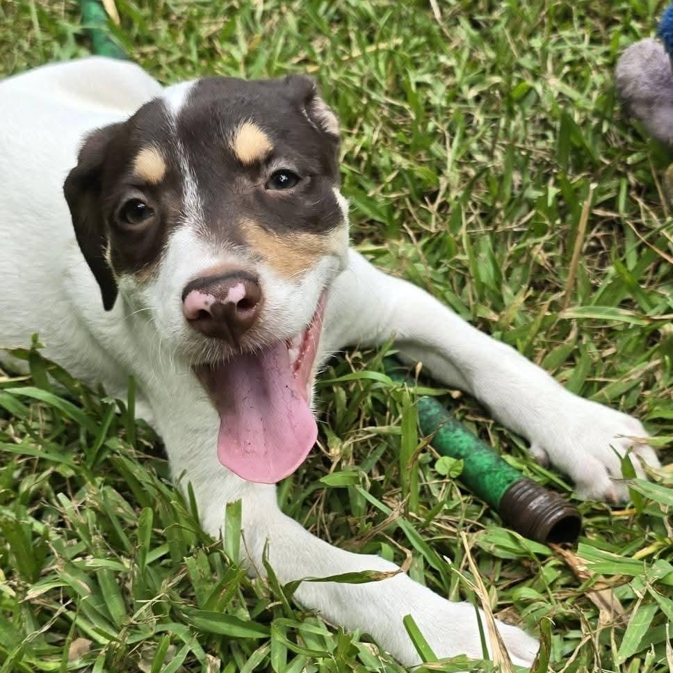 Enlarge Reese Puff, a Adoptable mixed breed in Ayden, NC image 3/5
