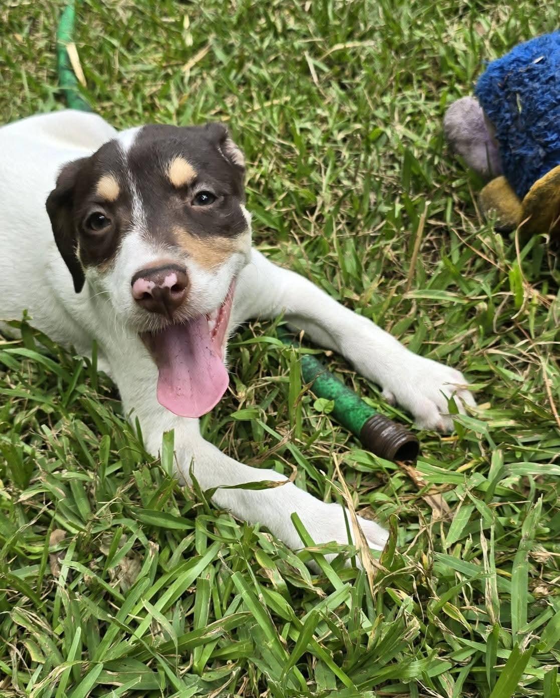 Reese Puff, a Adoptable Mixed Breed in Ayden, NC image 1/6