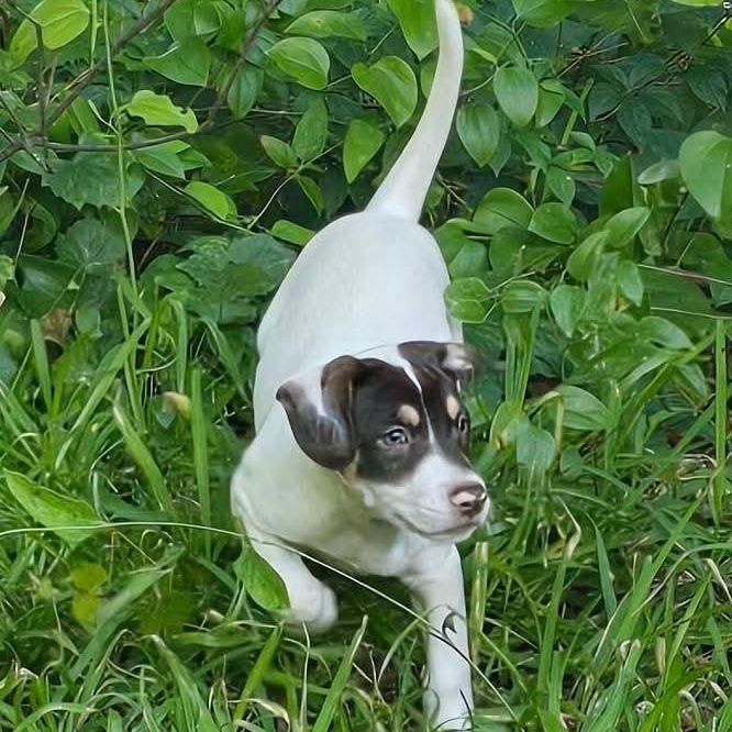 Enlarge Reese Puff, a Adoptable mixed breed in Ayden, NC image 5/5