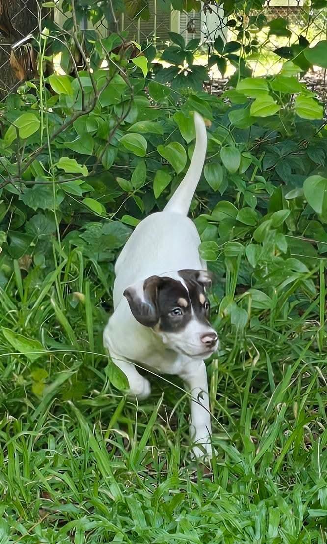Reese Puff, a Adoptable Mixed Breed in Ayden, NC image 3/6