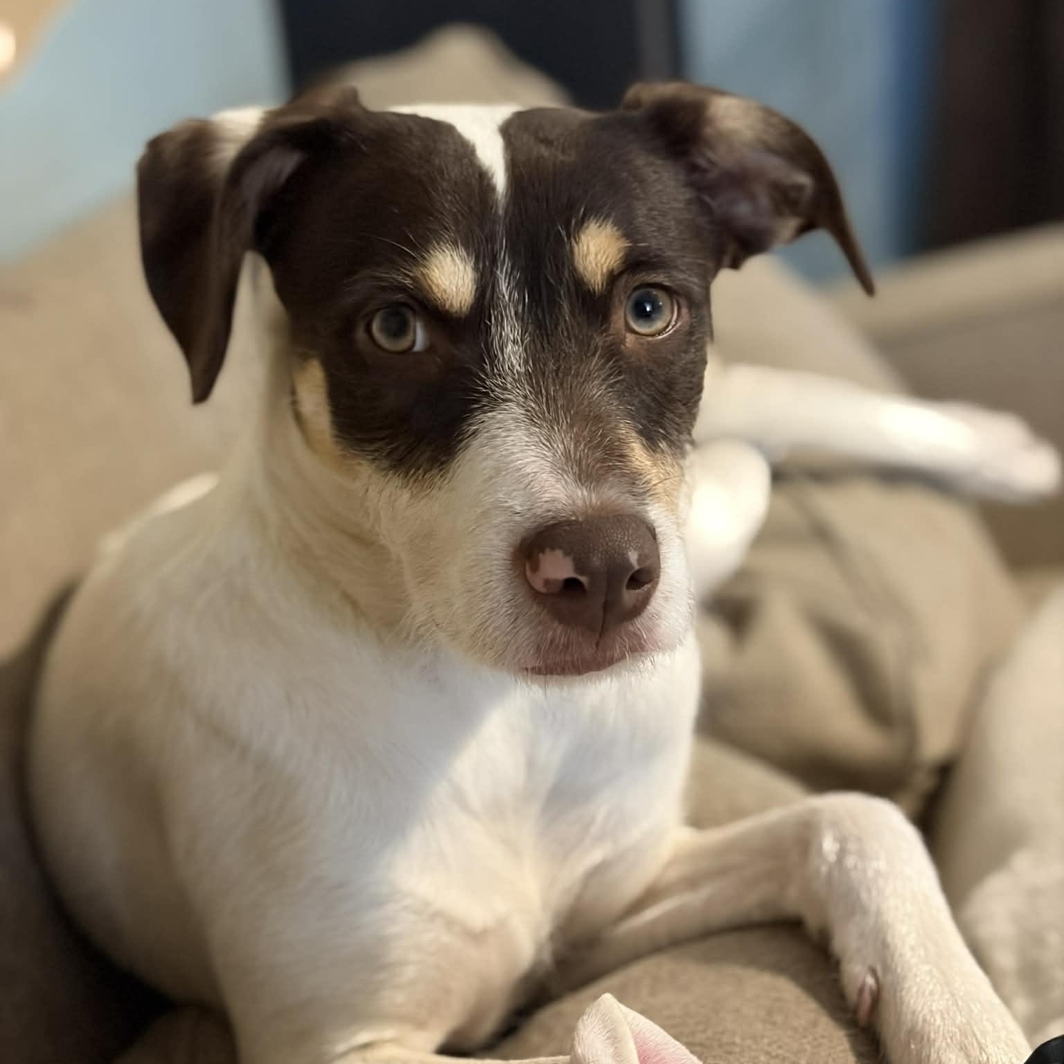 Enlarge Reese Puff, a Adoptable mixed breed in Ayden, NC image 2/5