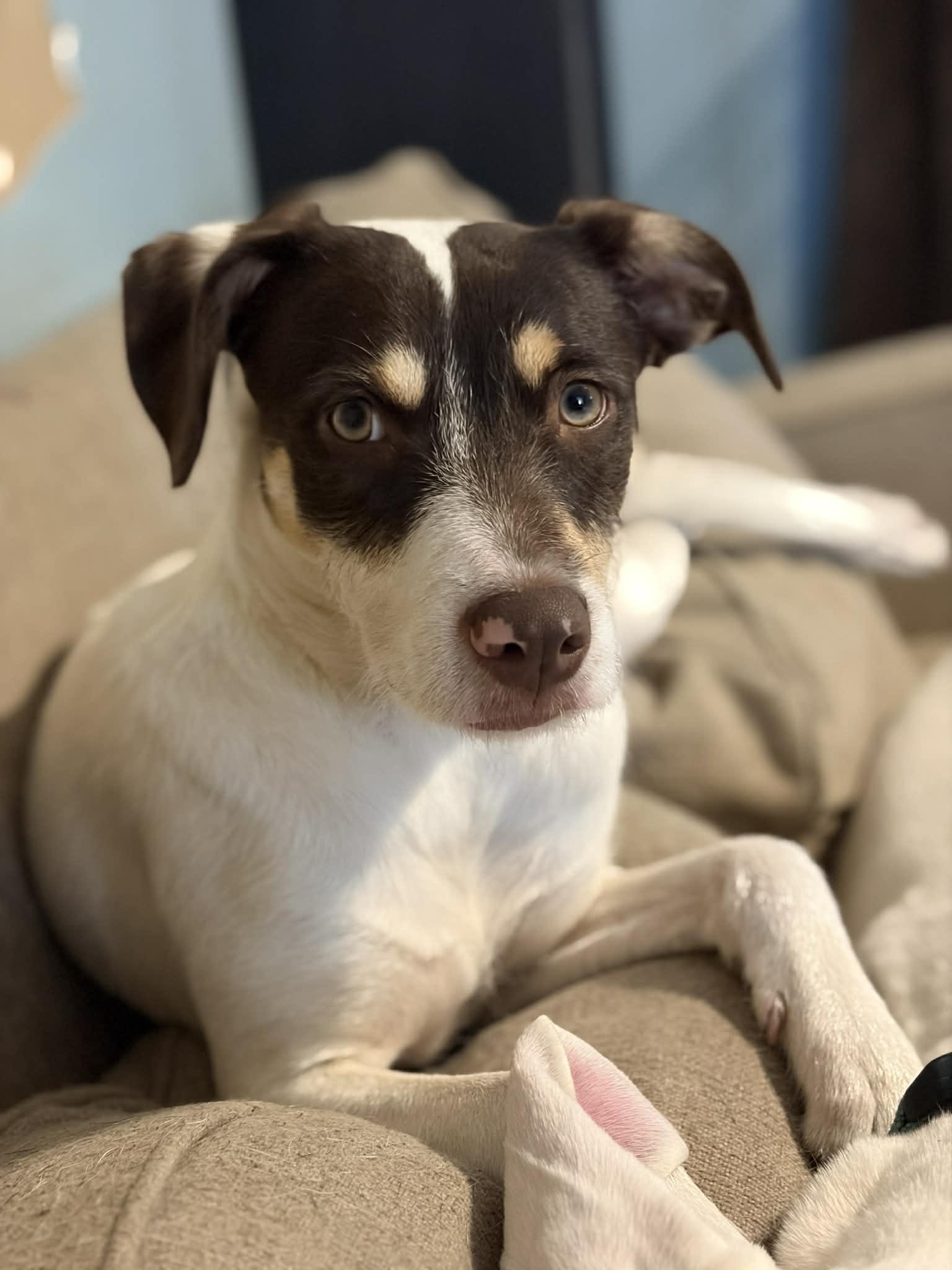 Enlarge Reese Puff, a Adoptable mixed breed in Ayden, NC image 1/5